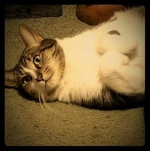 Don't forget to bundle for discount of 15%